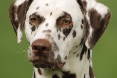 Fee Amilia vom Hause Fiedanu „Mia“